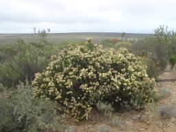 Serruria millefolia
